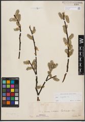Foto von Salix caprea L.